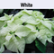 Poinsettia - White