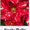 Poinsettia - Jingle Bells