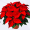 Poinsettia - Red