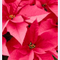 Poinsettia - Pink